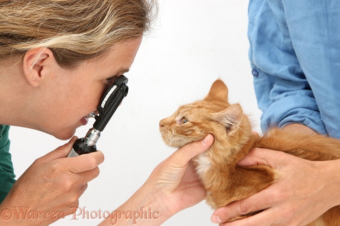 Vet examining a kitten's eye with an ophthalmoscope, white background