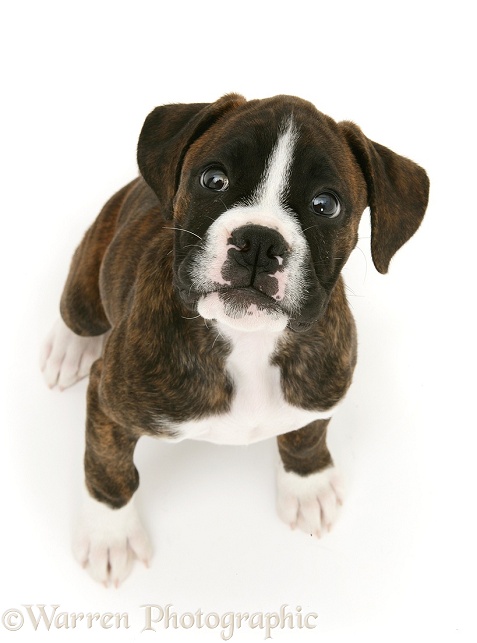 Brindle Boxer pup, Lily, 9 weeks old, looking up, white background