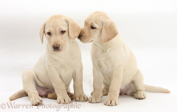 Yellow Labrador Retriever puppies, 9 weeks old, white background