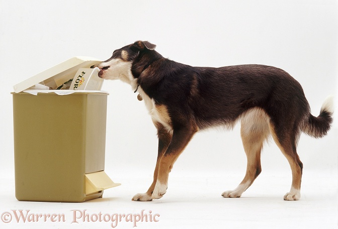 Blue tricolour Collie-x-Hunterway, Sky, 7monthsold, scavenging from a kitchen bin, white background