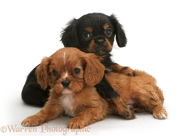 Black-tan and ruby Cavalier King Charles Spaniel pups, white background