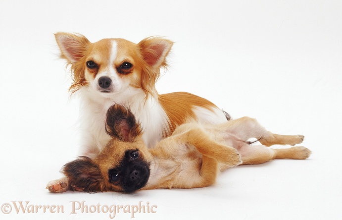 Long-coated tricolour Chihuahua bitch Dior, 1 year old, with short-coated pup, white background