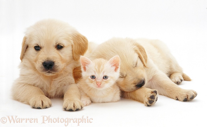 Two sleepy Golden Retriever pups, 6 weeks old, with cream kitten, white background