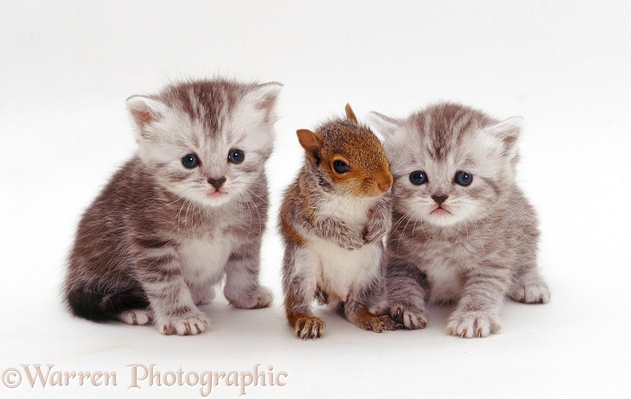Baby Grey Squirrel and two silver tabby kittens, white background