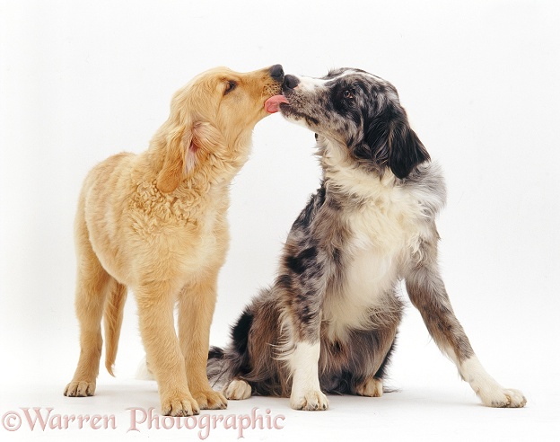 Blue merle Border Collie, Ash, licking Golden Retriever puppy, Jasmine, white background