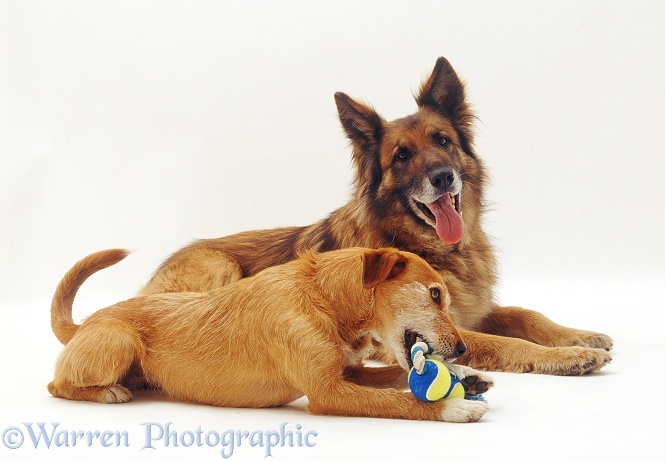 German Shepherd Dog, Shamus, 11 years old, watches as his Lakeland Terrier-cross-Border Collie friend, Tilly, chews their ball-and-rope toy, white background