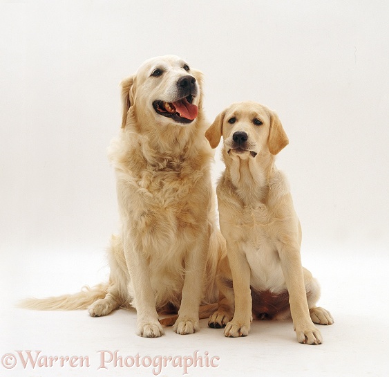 Golden Retriever, Bonnie, with her bitch pup, Bebe, 16 weeks old, white background
