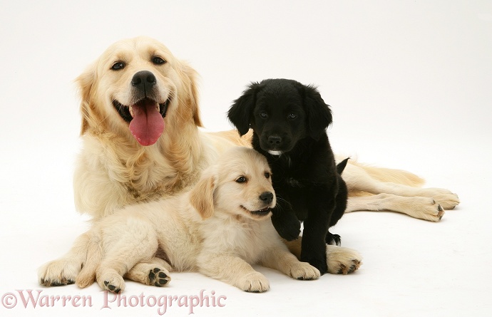 Golden Retriever, Lola, with two pups, white background