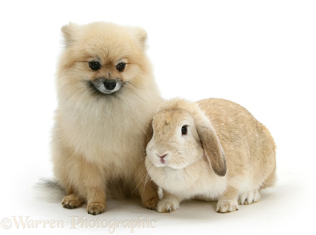 Pomeranian dog, Rikki, and Sandy Lop rabbit, white background