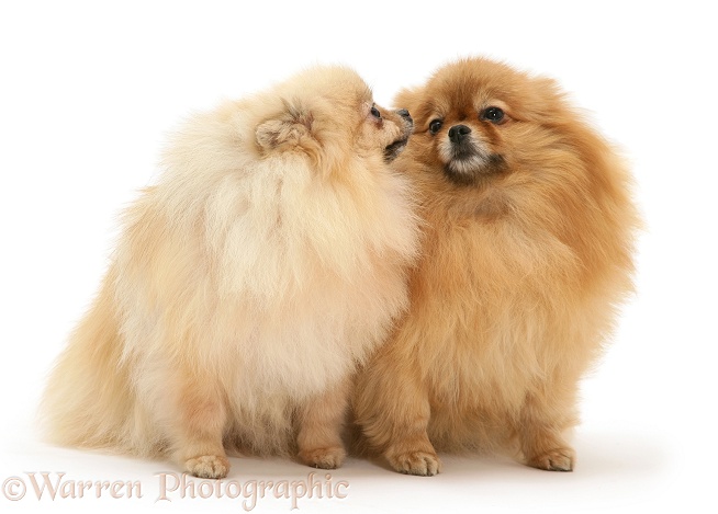 Two Pomeranians, white background