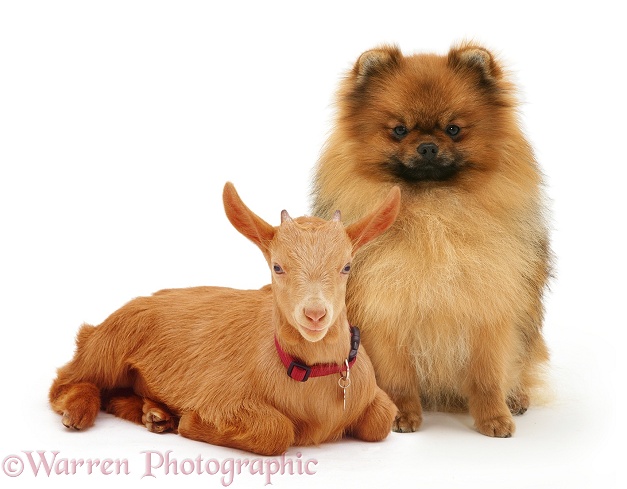 Pygmy x Golden Guernsey female goat kid and Red Pomeranian dog, white background