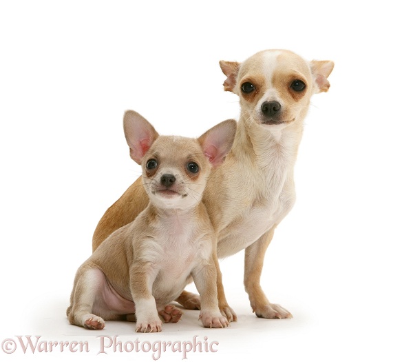 Smooth-haired Chihuahua bitch and pup, white background