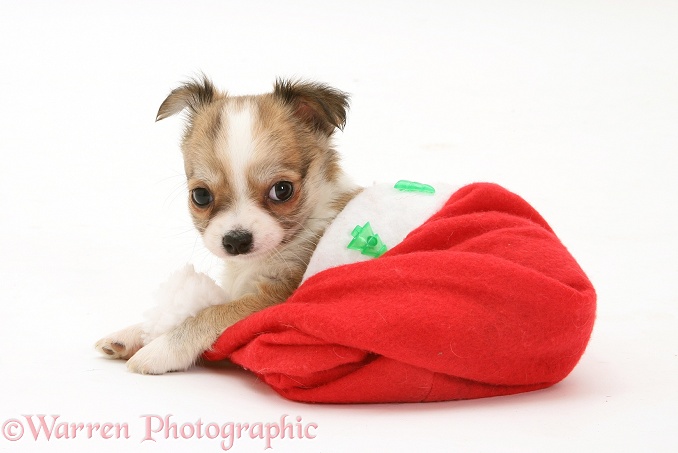 Chihuahua puppy in a Father Christmas hat, white background