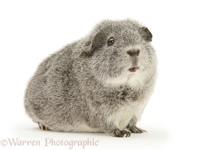 Silver Guinea pig, white background