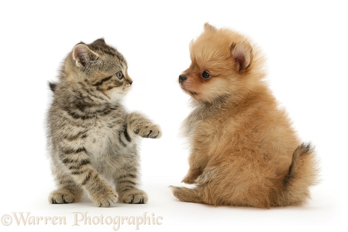 British Shorthair kitten and Pomeranian pup, white background