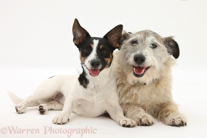 Patterdale x Jack Russell Terrier, Jorge, and Jack Russell Terrier bitch, Rubie, white background