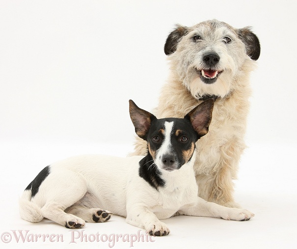 Patterdale x Jack Russell Terrier, Jorge, and Jack Russell Terrier bitch, Rubie, white background
