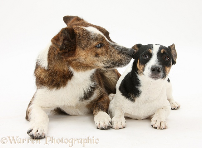 Mongrel dog, Brec, and Jack Russell Terrier bitch, Rubie, white background