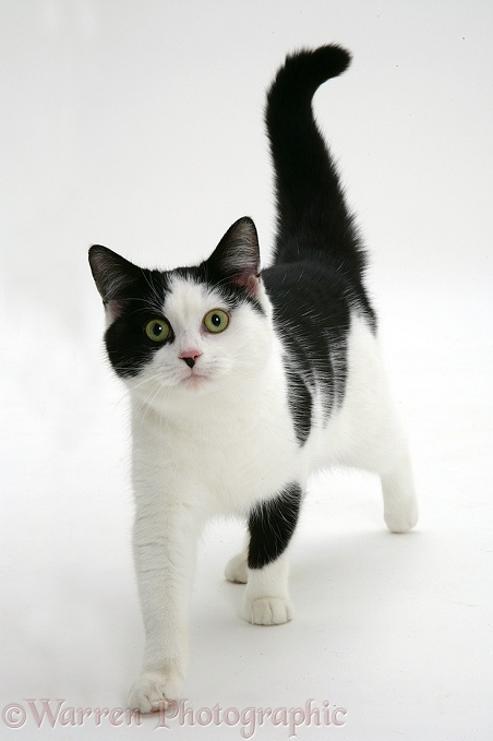 Black-and-white cat, white background
