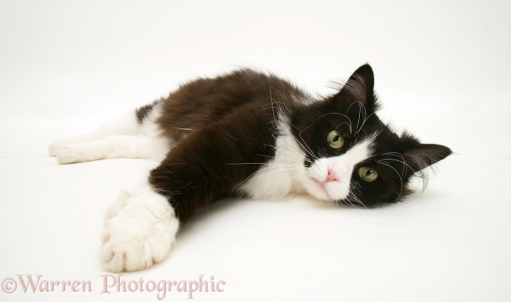 Black-and-white cat, Flora, lying stretched out, white background