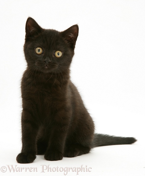 Black British Shorthair kitten, Panther, 7 weeks old, white background