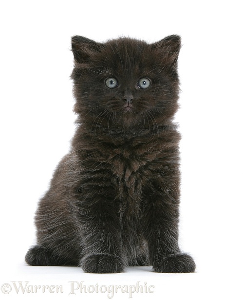 Black kitten, white background