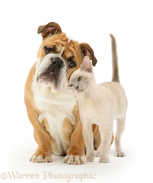 Bulldog and young Burmese cat, white background