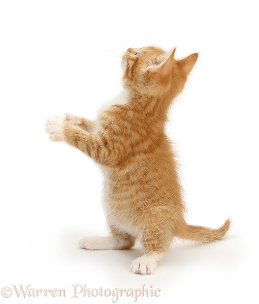 Ginger kitten, Tom, 7 weeks old, standing and reaching up, white background