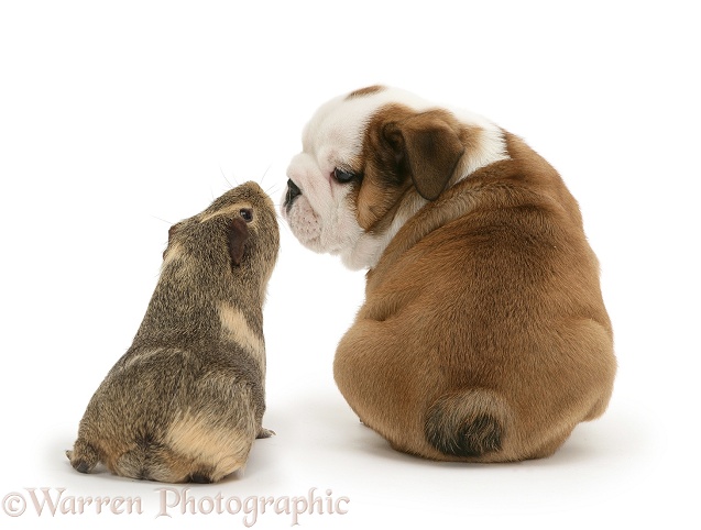 Bulldog pup and yellow agouti Guinea pig, white background