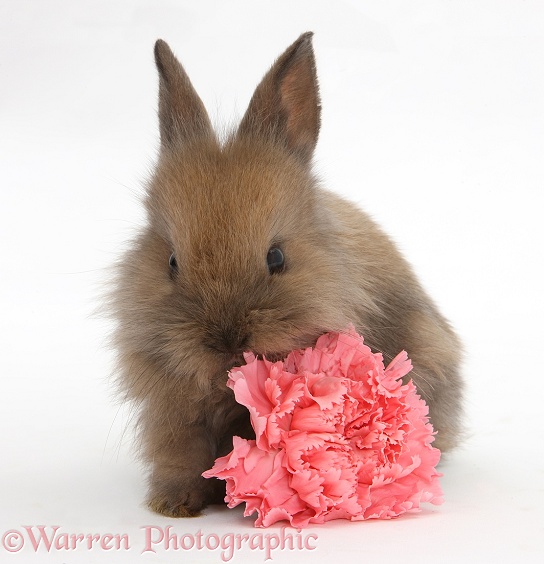 Baby Lionhead-cross rabbit with pink carnation, white background