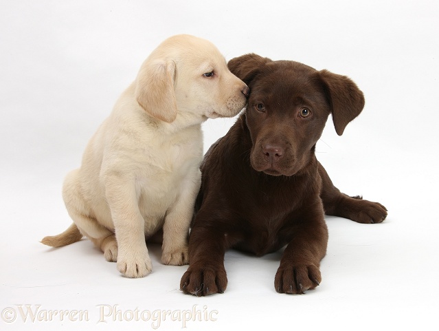 Yellow and Chocolate Labrador Retriever pups, white background