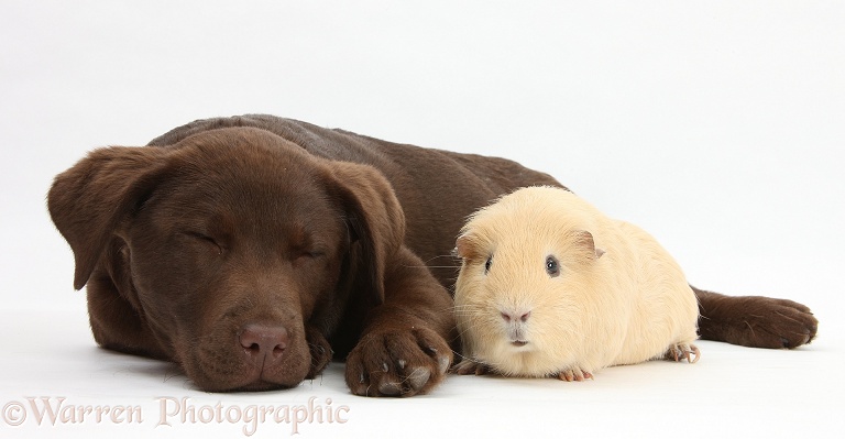 Chocolate Labrador pup, Lucie, 3 months old, with yellow Guinea pig, white background