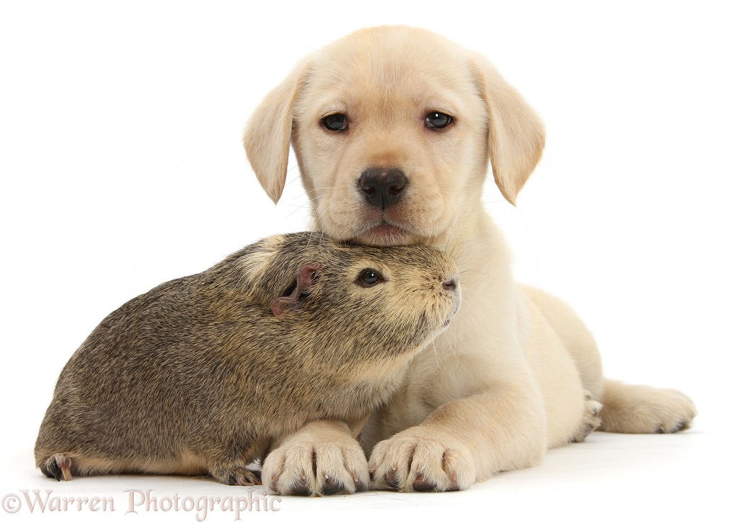 Yellow Labrador Retriever pup, 8 weeks old, and yellow-agouti Guinea pig, white background