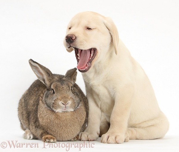 Yawning Yellow Labrador Retriever pup, 8 weeks old, and rabbit, white background
