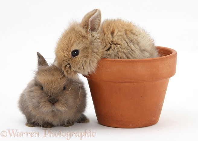 Two baby Lionhead-cross rabbits in a flowerpot, white background