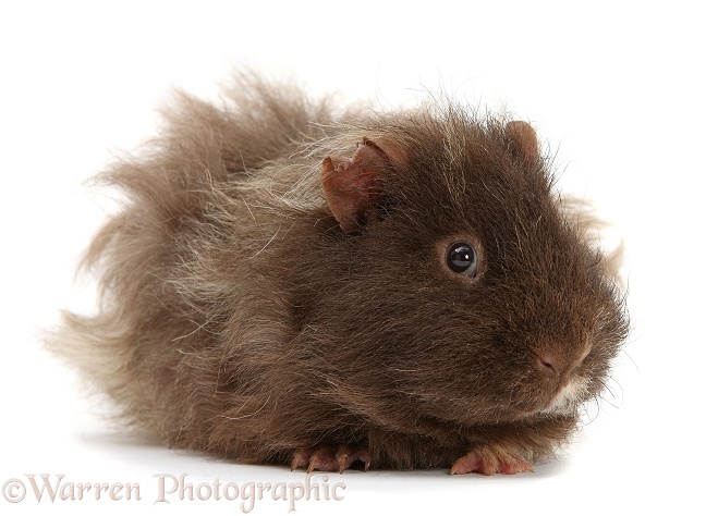 Shaggy bad-hair-day Guinea pigs, white background