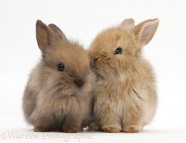Two baby Lionhead-cross rabbits, white background