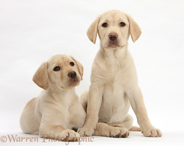 Yellow Labrador Retriever puppies, 10 weeks old, white background