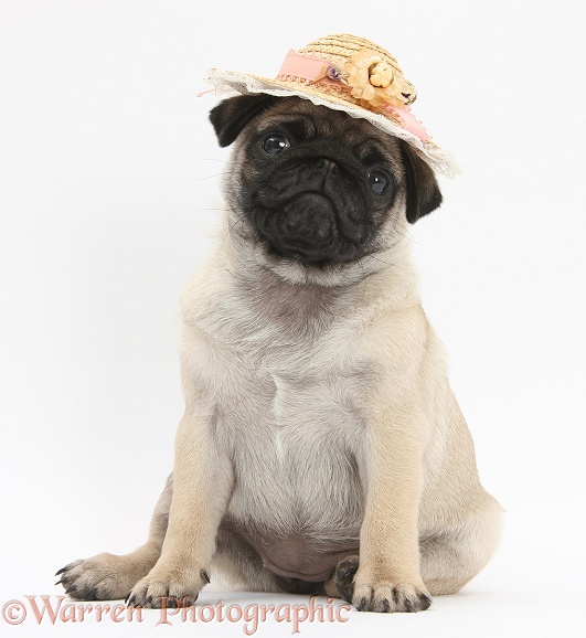 Fawn Pug pup, 8 weeks old, wearing a straw hat, white background