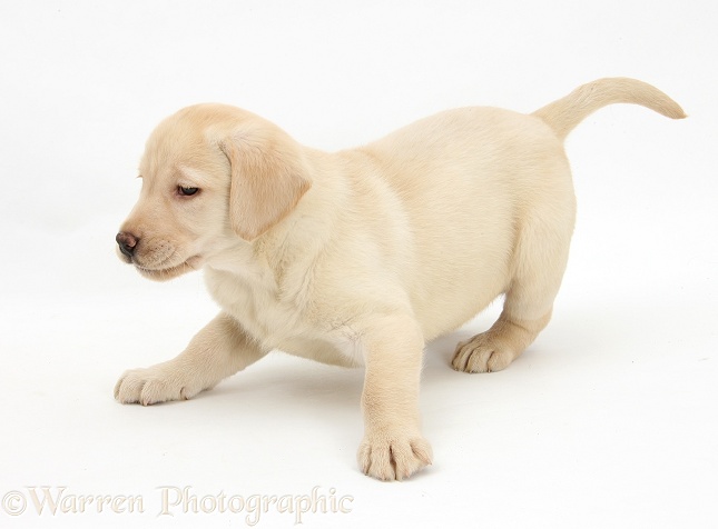 Yellow Labrador Retriever pup, 8 weeks old, white background