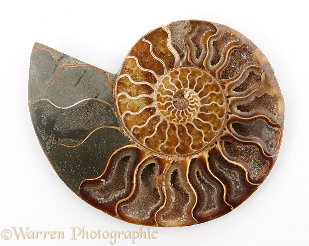 Pattern of sectioned ammonite, white background