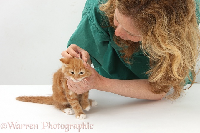 Vet examining ear of ginger kitten, Butch, 8 weeks old, white background