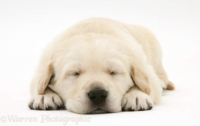 Cute sleepy Yellow Goldador Retriever pup, white background