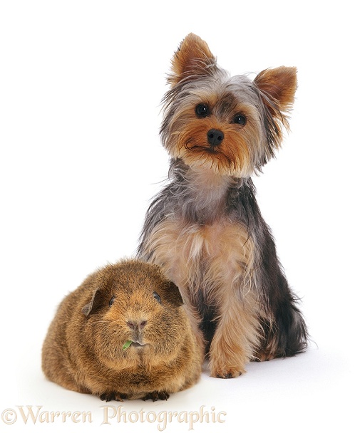 Yorkshire Terrier and Guinea pig, white background