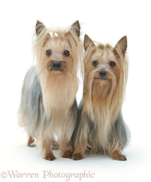 Yorkshire Terriers in show coats, white background