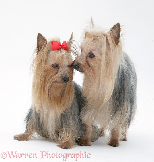 Yorkshire Terriers in show coats, white background