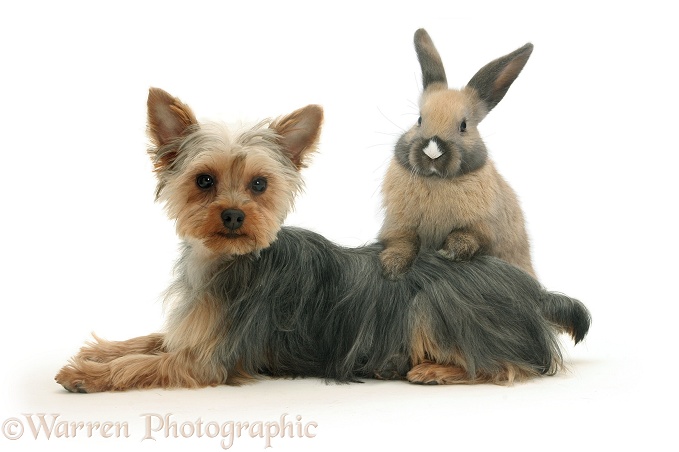 Yorkshire Terrier, Tira, and young brown rabbit, white background