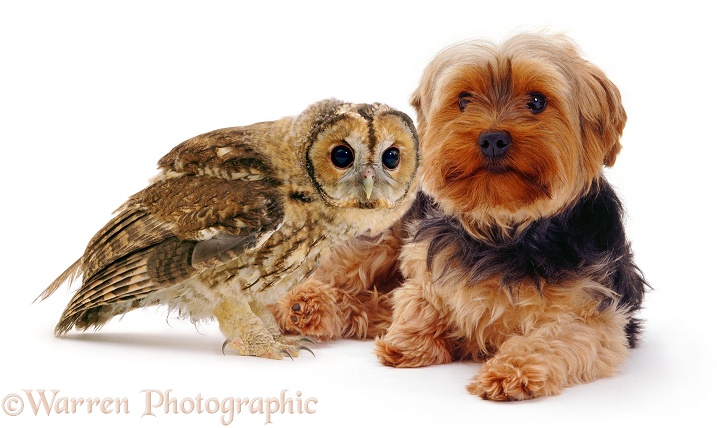 Yorkshire Terrier and Tawny Owl (Strix aluco), white background