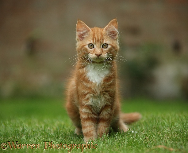 Ginger kitten, Butch, 3 months old, sitting on a lawn
