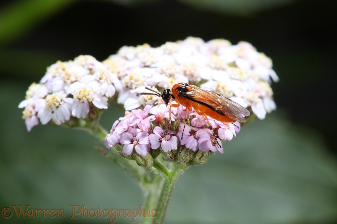 Rose Sawfly (Arge ochropus) on Yarrow (Achillea millefolium)